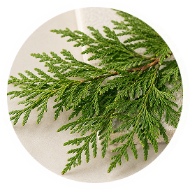 Thuja leaf