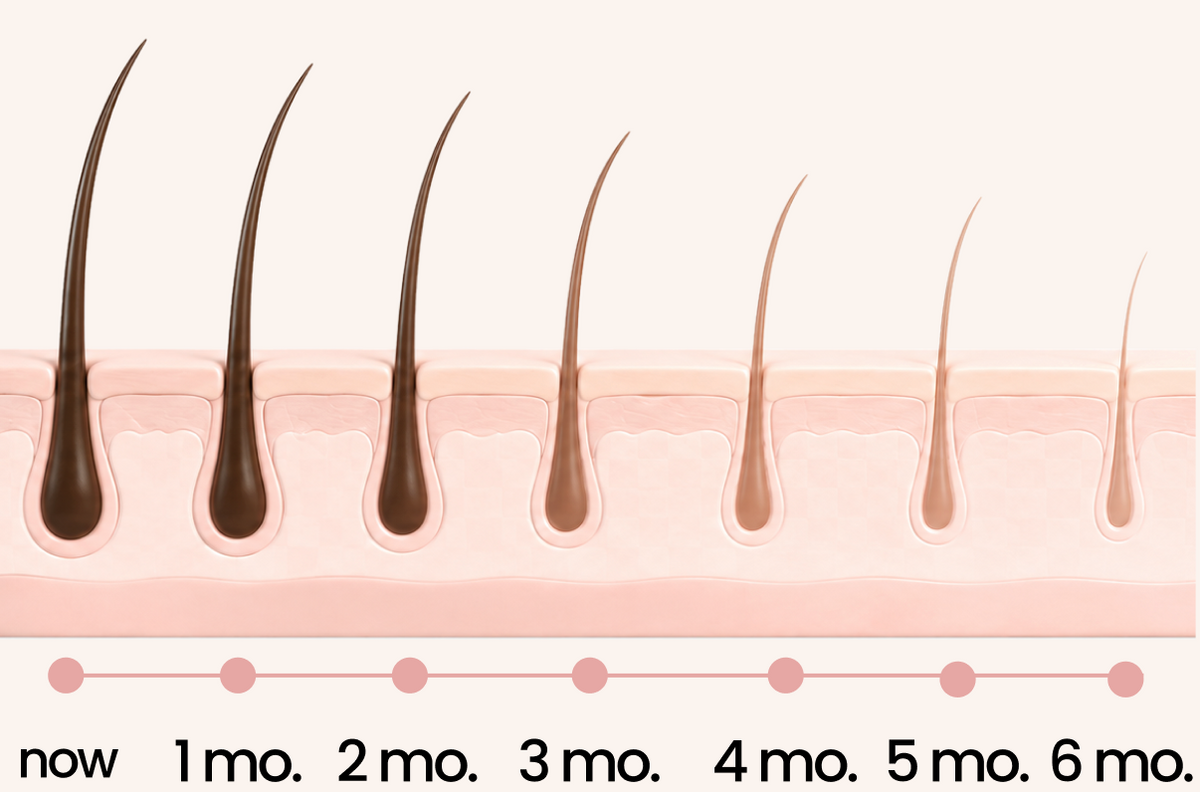 Hair follicle illustration